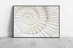 Framed Ammonite Fossil Wall Art Print Natural Prehistoric Archaeology & Geology Decor On Paper - thumbnail 1
