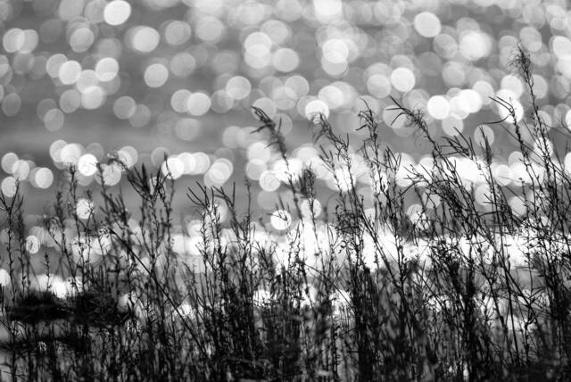 Mackinac Island Beach Grass Print Black & White Nautical Photo - image 1