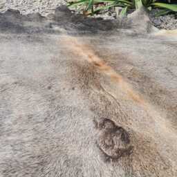 xxl Cowhide Gray Cowhide Rug Peau De Vache Cow Hide Fur Huge - thumbnail 3