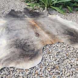 xxl Cowhide Gray Cowhide Rug Peau De Vache Cow Hide Fur Huge - thumbnail 2