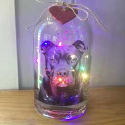 Personalised Staffordshire Bull Terrier Dog Light Up Bottle, Bottle Lamp With Gift Messaging Service & Bag - thumbnail 2