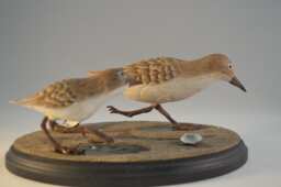 Livanbirdssandpiper, Carved Birds, Sculptured Hand Carved, Realistic Shore Bird Art, Home Decor, Wood Birds