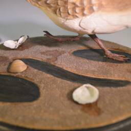 Livanbirdssandpiper, Carved Birds, Sculptured Hand Carved, Realistic Shore Bird Art, Home Decor, Wood Birds - thumbnail 4