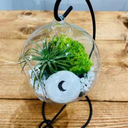 "Diy Terrarium Air Plant Kit With Porcelain Stone Message " - thumbnail 2