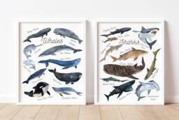 Whale & Shark Print Set Of 2-Labelled Whales Sharks The Worldcetacea-Nurseryd??cor-Illustration-Poster-Ocean-World-Naure-Kids-Children - thumbnail 1