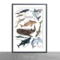 Whale & Shark Print Set Of 2-Labelled Whales Sharks The Worldcetacea-Nurseryd??cor-Illustration-Poster-Ocean-World-Naure-Kids-Children - thumbnail 3