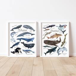 Whale & Shark Print Set Of 2-Labelled Whales Sharks The Worldcetacea-Nurseryd??cor-Illustration-Poster-Ocean-World-Naure-Kids-Children - thumbnail 2