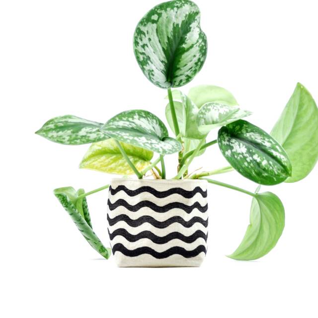 Black Wavy Line Indoor Planter, Blockprint On CanvasBucket For Succulents & Other Plants, Home Organization - image 1