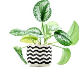 Black Wavy Line Indoor Planter, Blockprint On CanvasBucket For Succulents & Other Plants, Home Organization - thumbnail 1