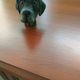 Needle Felted Great Dane Head, Realistic Dog Portrait Desk Decor - thumbnail 2