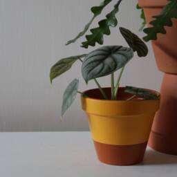 Hand Painted Terracotta Plant Pot For Houseplants - Customisable With Drainage & Saucers To Match Great Gift Idea - thumbnail 1