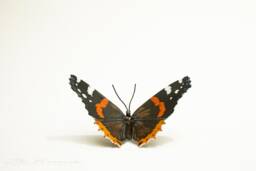 Red Admiral Butterfly Sculpture Scrap Metal Animal Art