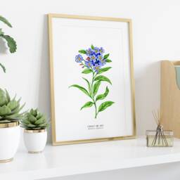 Forget-Me-Not Watercolor Art Print - Alaska State Flower Living Room, Nursery Botanical Poster Alpine Forget Me Not Myosotis Alpestris - thumbnail 3