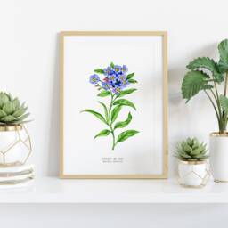 Forget-Me-Not Watercolor Art Print - Alaska State Flower Living Room, Nursery Botanical Poster Alpine Forget Me Not Myosotis Alpestris - thumbnail 2