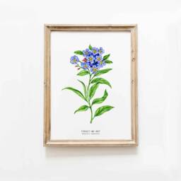 Forget-Me-Not Watercolor Art Print - Alaska State Flower Living Room, Nursery Botanical Poster Alpine Forget Me Not Myosotis Alpestris - thumbnail 1