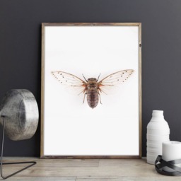 Cicada Print, Nature Wall Art, Entomology Prints, Insect Poster, Taxidermy Bugs Cicada Poster - thumbnail 2