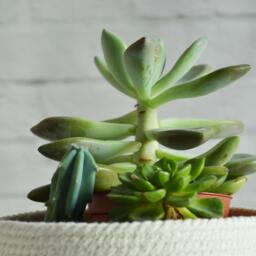 Nordic Cotton Planter Basket Embroidered Star Decor, Succulent Pot - thumbnail 3