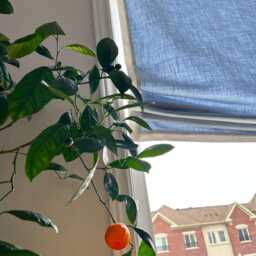 Linen Roman Shade With Contrasting Border, Custom Relaxed Window Treatment - thumbnail 2