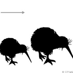 Kiwi Bird Family Vinyl Wall Decal - New Zealand Kids Room Decor - thumbnail 3