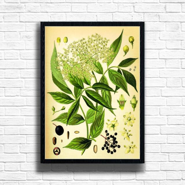 Vintage Elderflower Botanical Print Canvas Texture Plant Wall Art - image 1