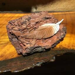 Natural Bark Base With Mounted Hand Carved American Wigeon Feather - thumbnail 2
