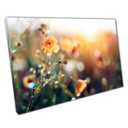 Enchanting Orange Wildflowers At Dawn Dew-Covered Spring Sunrise Canvas Print For Home & Office - thumbnail 1