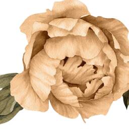 Orange Peony #24 Removable Fabric Wall Decal Individual Blooming Peonies Baby Girl Room Nursery Decor - Customize Your Own Sticker Set - thumbnail 3
