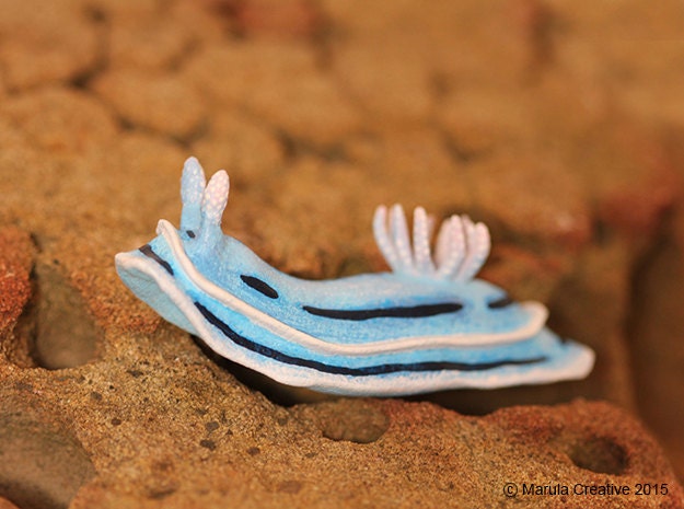 Lani The Nudibranch - Chromodoris Willani - image 1
