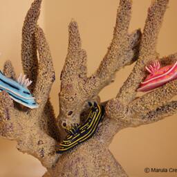 Lani The Nudibranch - Chromodoris Willani - thumbnail 4