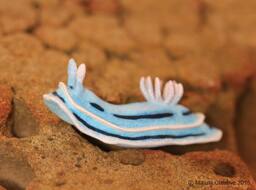 Lani The Nudibranch - Chromodoris Willani - thumbnail 1