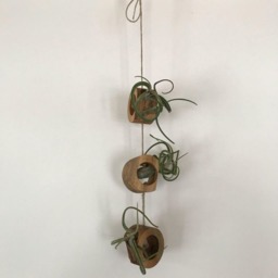 Hanging Live Edge Air Fern Holder - 3 - thumbnail 2