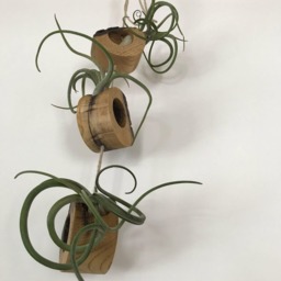 Hanging Live Edge Air Fern Holder - 3 - thumbnail 1