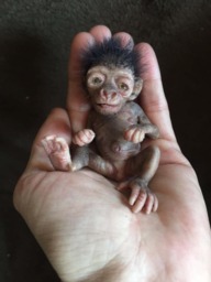 Micro Baby Gorilla - thumbnail 1