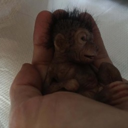 Micro Baby Gorilla - thumbnail 2