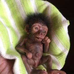 Micro Baby Gorilla - thumbnail 3