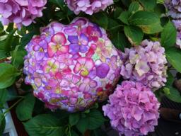 Home Decor Soft Sculpture Hydrangea Flower Decorative Pillow, Quilted & Hand Painted in Fuchsia, Purple, Violet Sage Greens