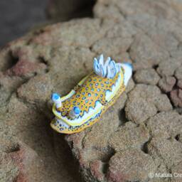 Olga The Nudibranch - Felimare Olgae - thumbnail 2