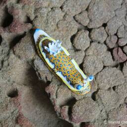 Olga The Nudibranch - Felimare Olgae - thumbnail 4