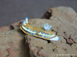 Olga The Nudibranch - Felimare Olgae