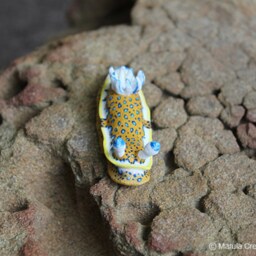 Olga The Nudibranch - Felimare Olgae - thumbnail 3