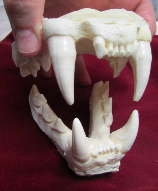 Cougar Panther Mountain Lion Jaw Cast Replica - image 1