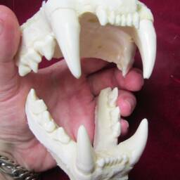 Cougar Panther Mountain Lion Jaw Cast Replica - thumbnail 4