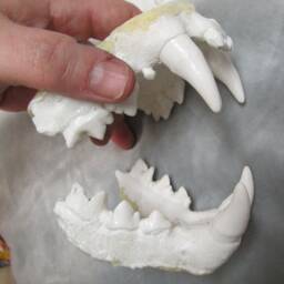Cougar Panther Mountain Lion Jaw Cast Replica - thumbnail 2