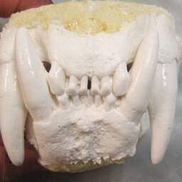 Cougar Panther Mountain Lion Jaw Cast Replica - thumbnail 3