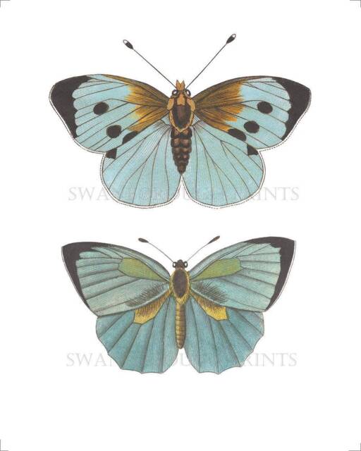 Blue Butterfly Art Print 2 Beautiful Butterflies Wall - image 1