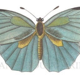 Blue Butterfly Art Print 2 Beautiful Butterflies Wall - thumbnail 3