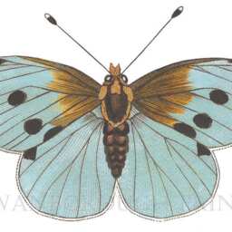 Blue Butterfly Art Print 2 Beautiful Butterflies Wall - thumbnail 2