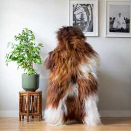 xxl Sheepskin Rug, Icelandic Sheepskin - thumbnail 3