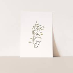 Oat Plant Illustration, Subtle Floral Housewarming Gift, Minimalist Home Decor For Nature Lovers, Bakery Wall - thumbnail 2