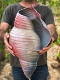Giant Pottery Seashell - thumbnail 1
